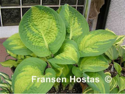 Hosta 